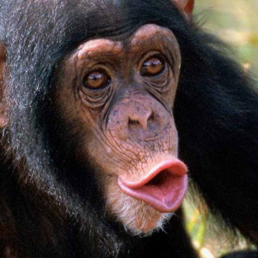 Lit Monkey - YouTube