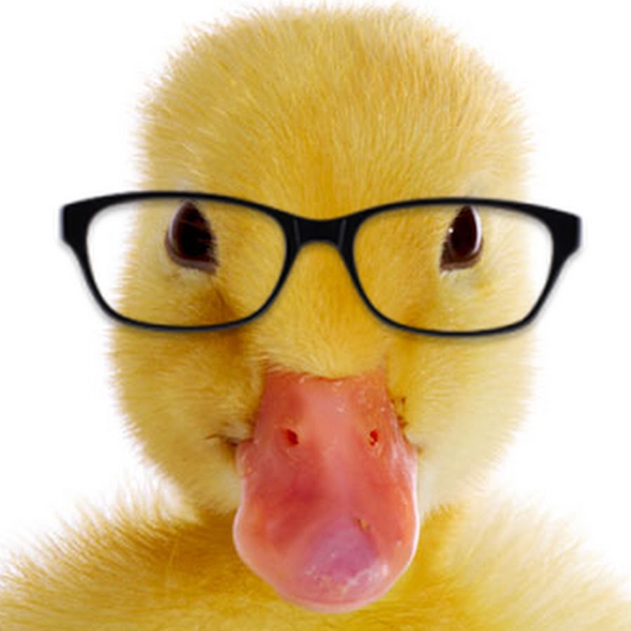 уточка с очками. утенок с очками. утёнок в очках. утенок с очками. креативная утка.