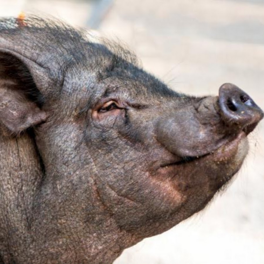 Кабан (sus scrofa). Кабан боров хряк вепрь. Кабан бегает. Боров 5 букв. Вьетнамская вислобрюхая порода.