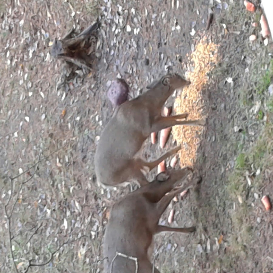 Outdoor Dude - YouTube