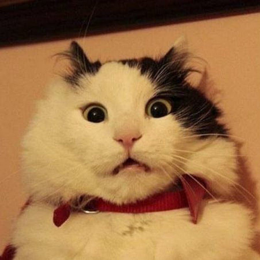 Oyuncu Kedi YouTube