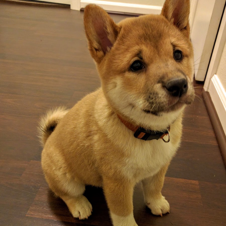 Shiba Inu - YouTube