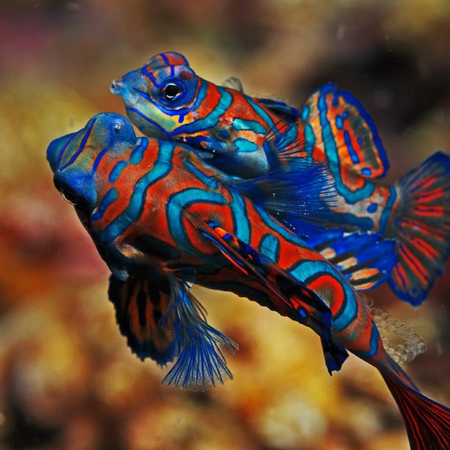 К чему снится красивая рыба. Мандаринка (китайский окунь). Аквариумная рыбка Мандаринка. Рыбка Мандаринка глазчатая. Рыбка Мандаринка дракончик.