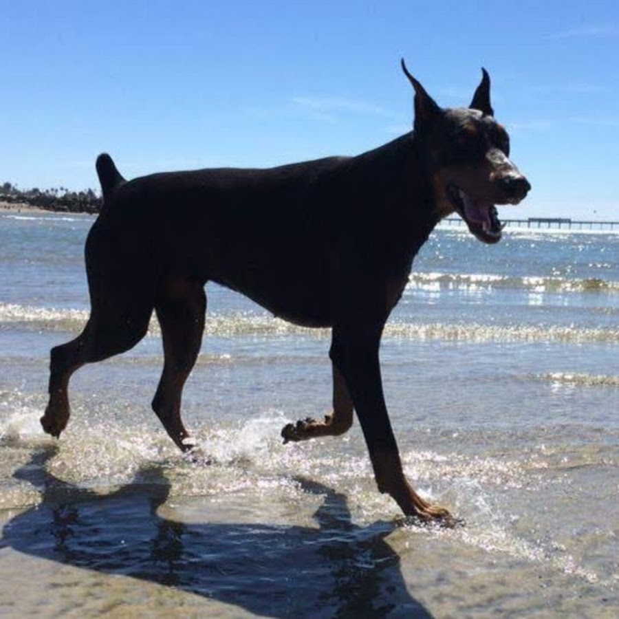 Doberman KING - YouTube