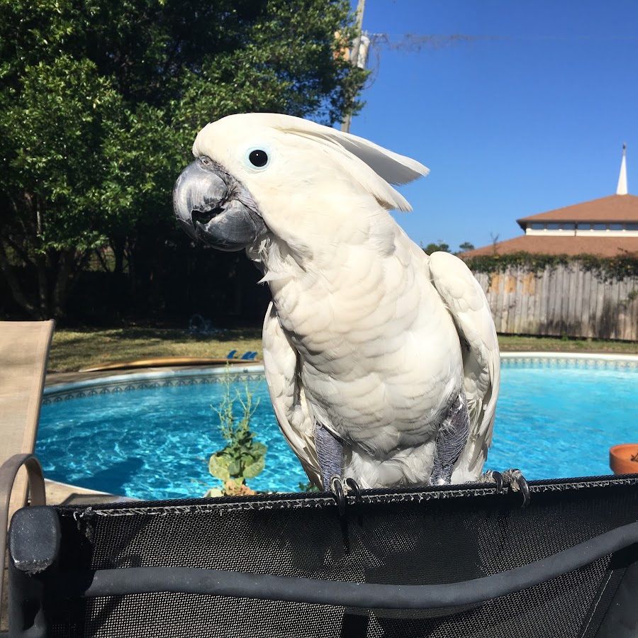 Chief The Cockatoo YouTube