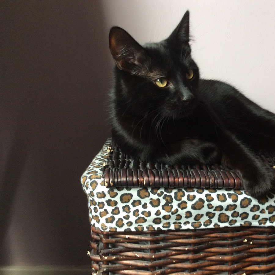 Lucky Black Cat YouTube