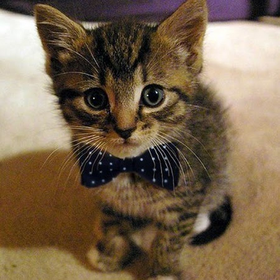 Glitter Kitten YouTube