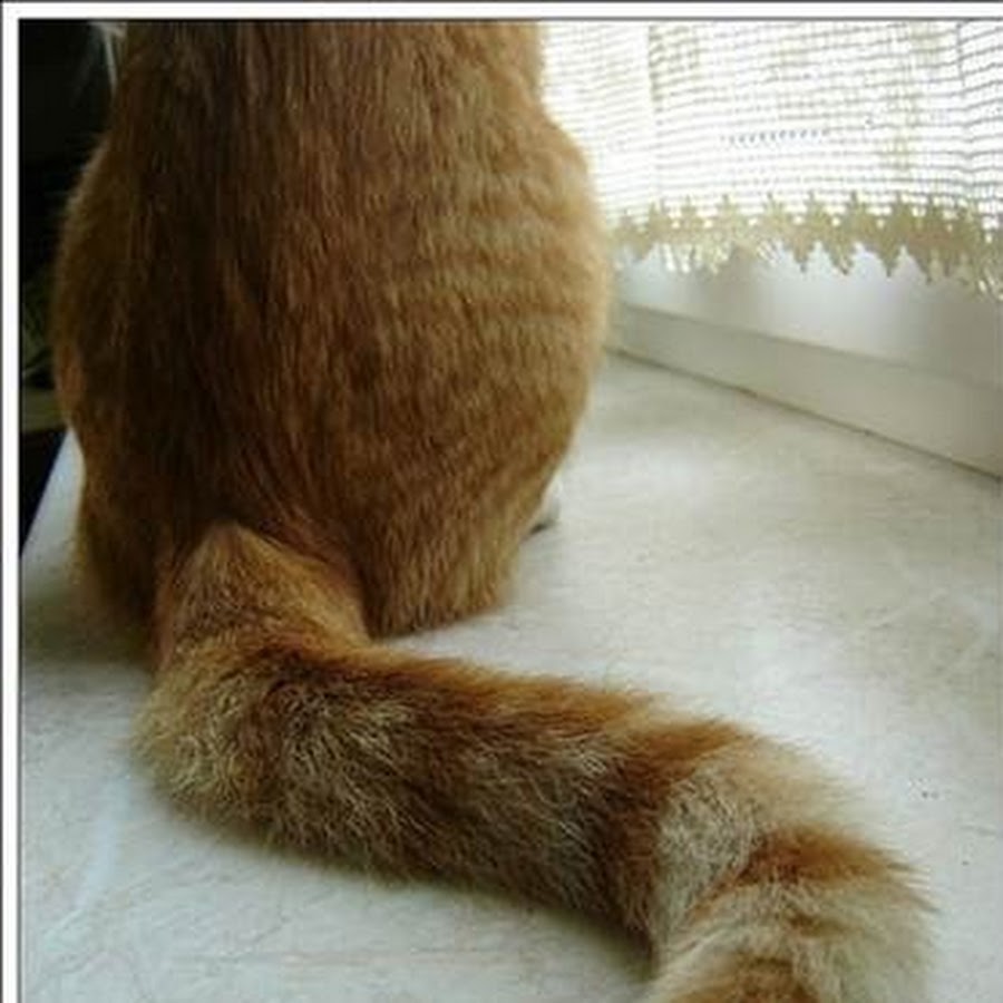 кот хвост волос. котенок хвост вопросик. кот с хвостом. кошкин хвост геншин. хвост кошки.