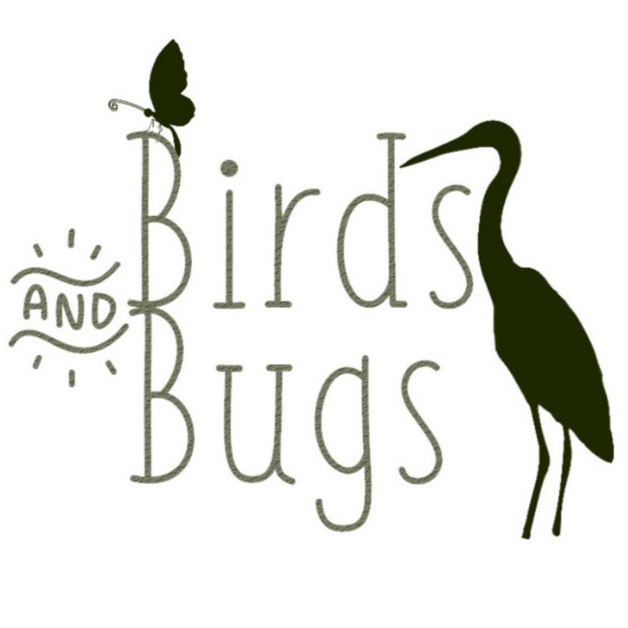 Birds & Bugs YouTube