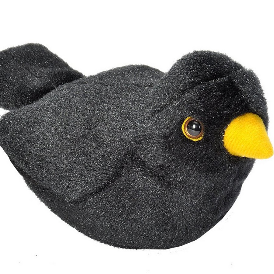 Burung Hitam 