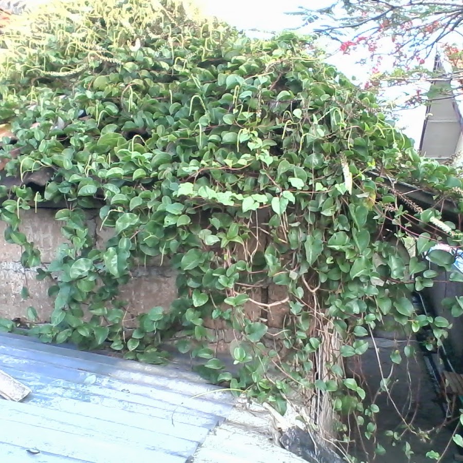 Daun Binahong khasiat manfaat 