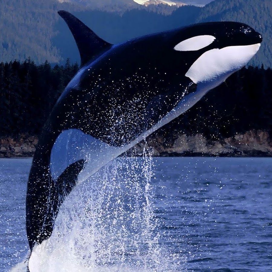 the blue orca - YouTube