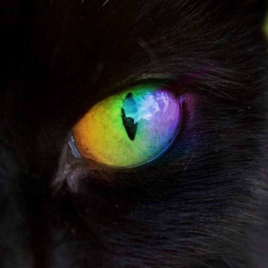 Радужка кошки. Кошачий глаз. Черный кот с разноцветными глазами. Черный кот с горящими глазами. Черный кот с желтыми глазами.