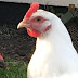 how much are live chickens uk