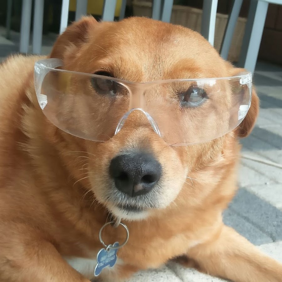 Chemistry Dog - YouTube