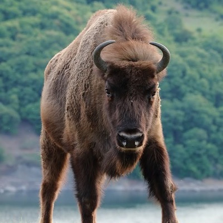 Зубър че - YouTube