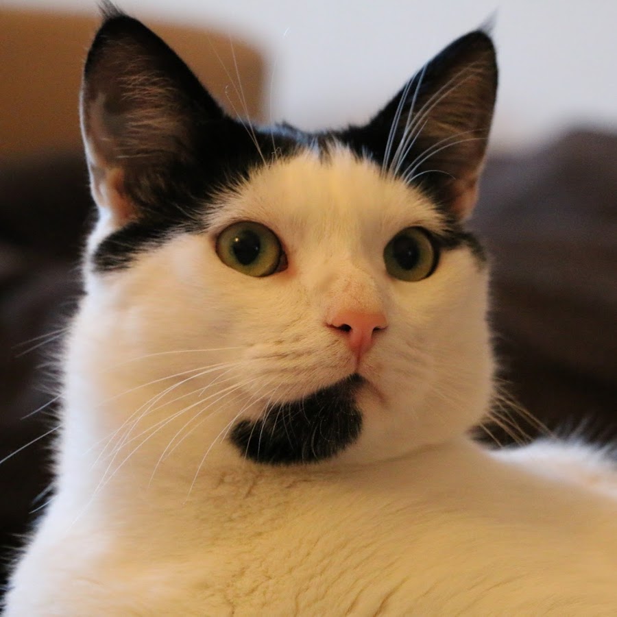 Patrick The Cat YouTube