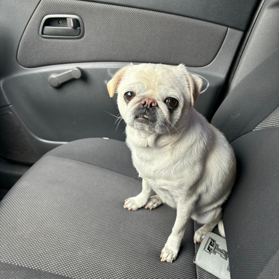 bacon haired noobs YouTube