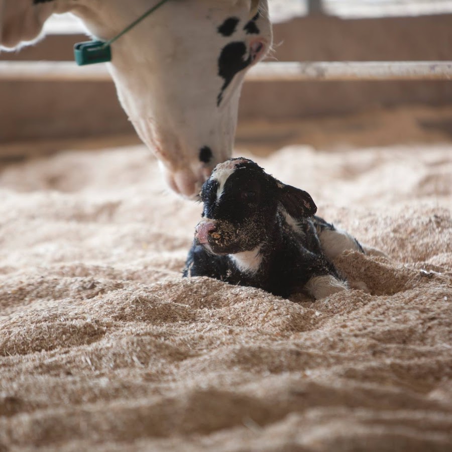 Dairy Cattle Reproduction Council YouTube