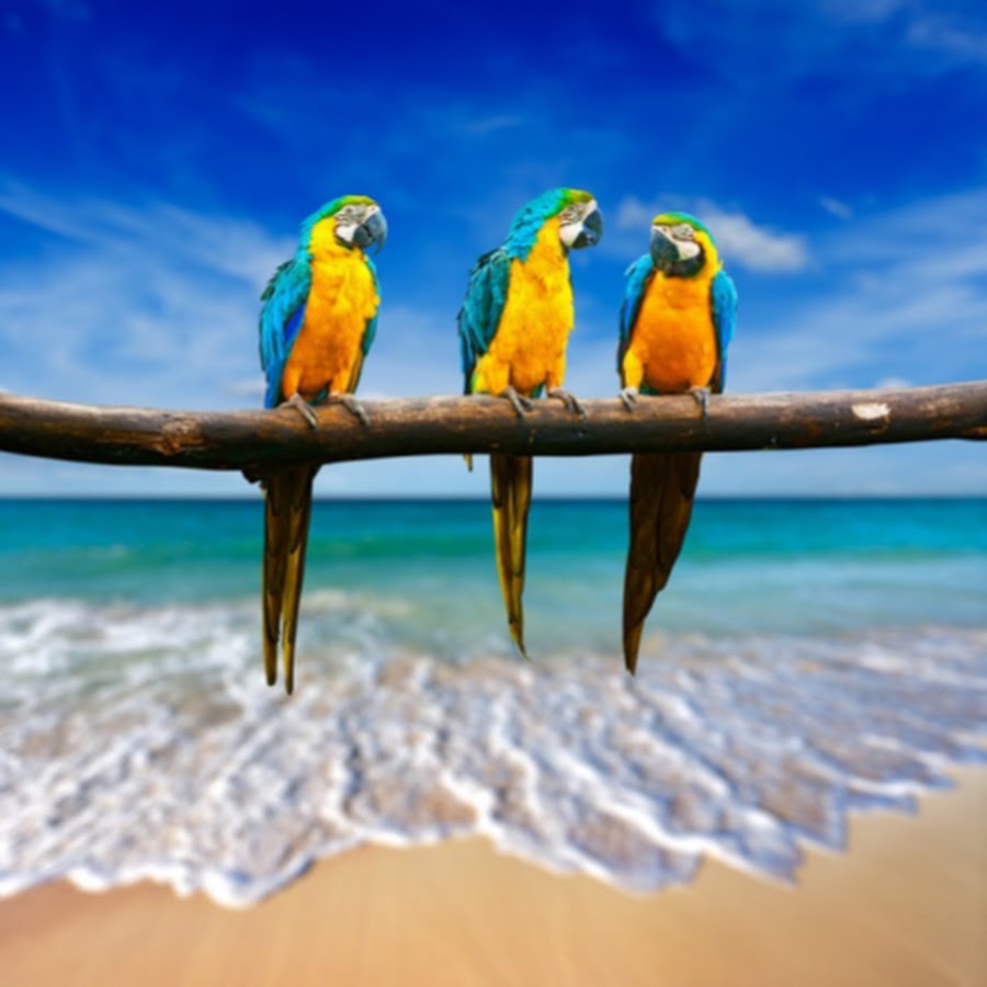 Beach Parrot - YouTube