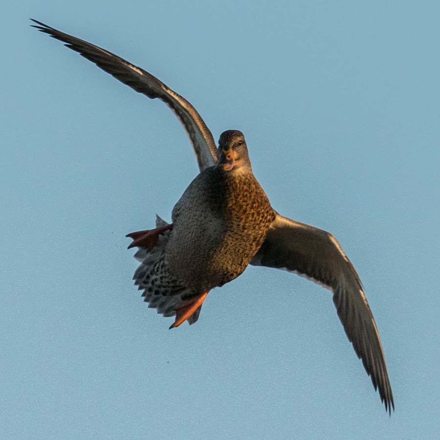 PrairieWind Decoys YouTube