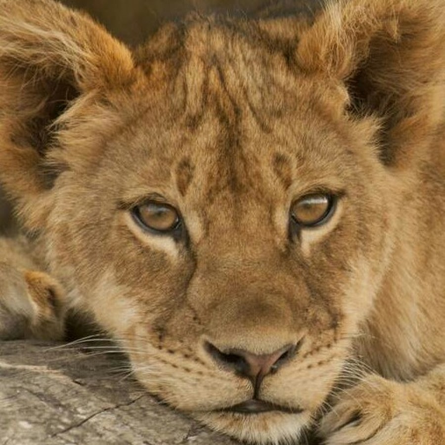 длинношерстная львица. меланизм лев. львы в индии. московские львы. L is for lion.