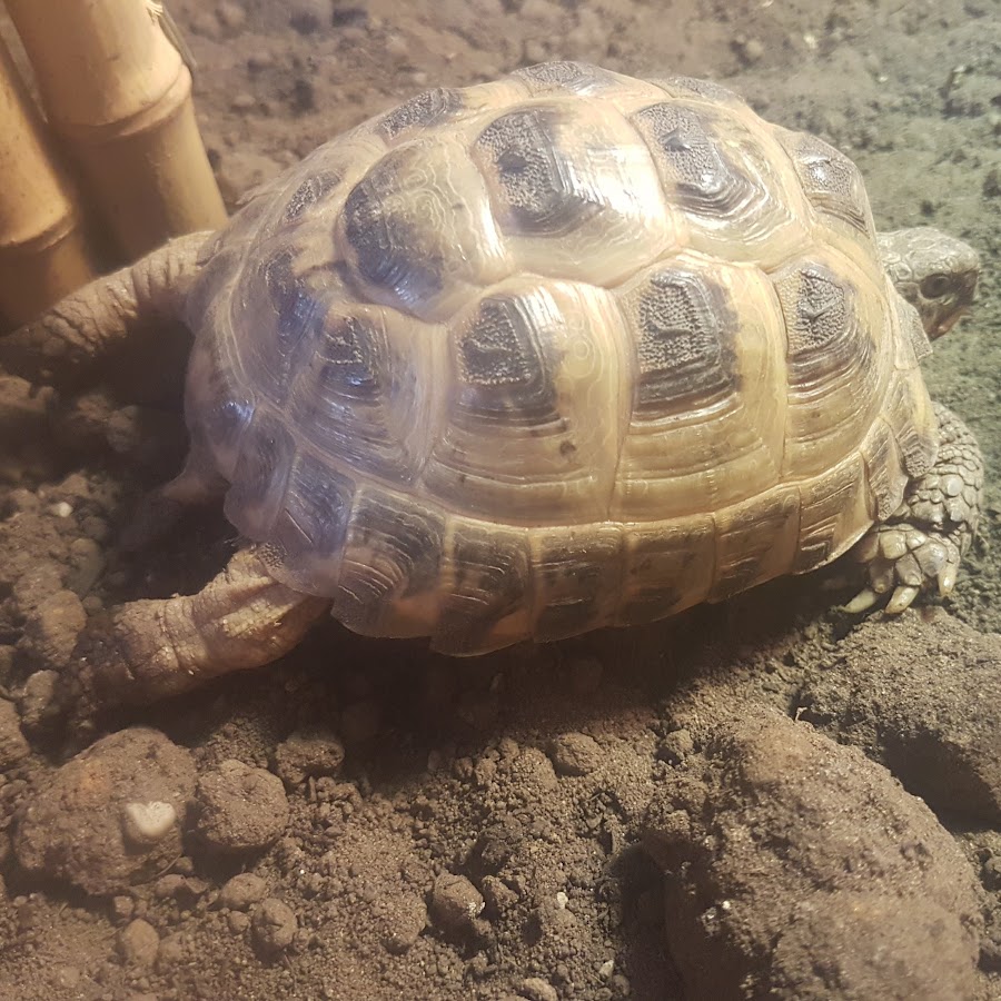 Tortoise Shed YouTube