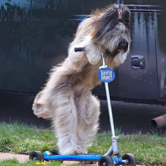 Scooter Dog