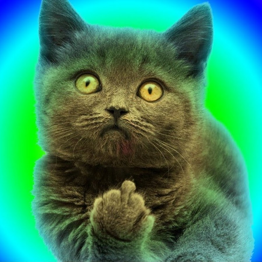 япония остров кошек аосима. много кошек. куча кошек. три котенка. много котят.