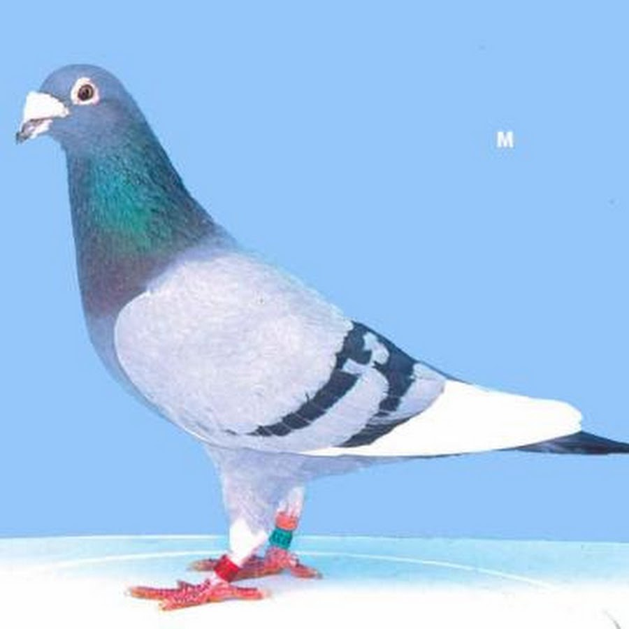 Курсов голубей. Самый дорогой голубь. Египетская смеющаяся горлица. Почтовый голубь. Голубь на ладони.