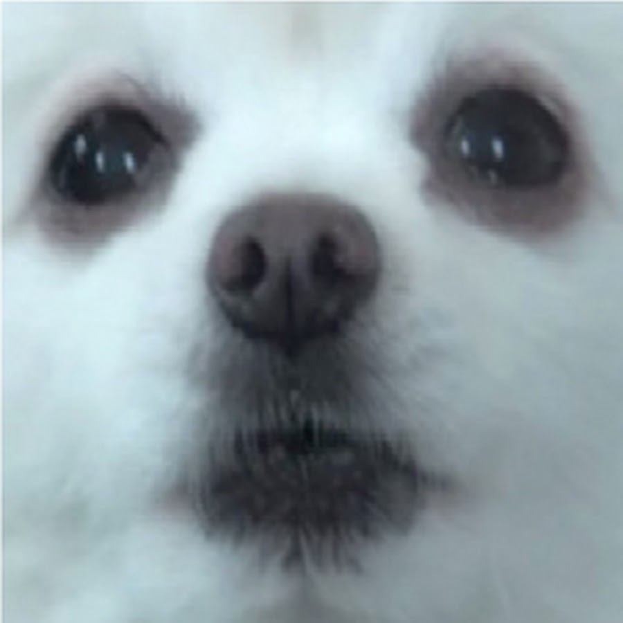 Gabe The Dog YouTube