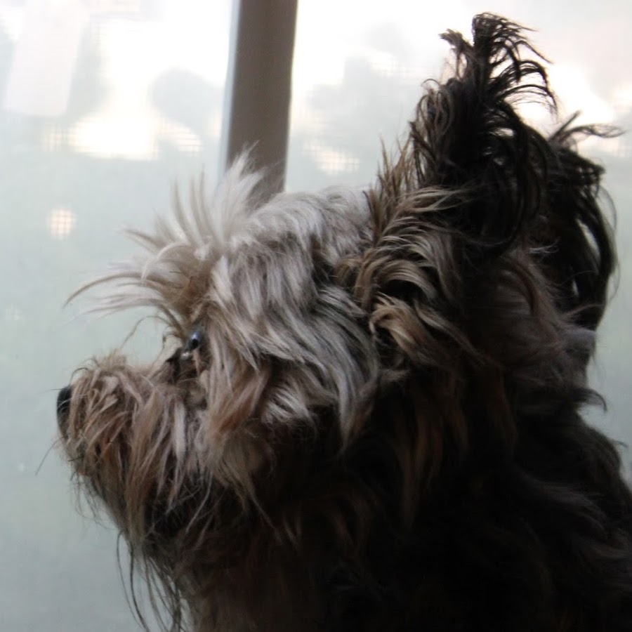 Yorkie Adventures - YouTube