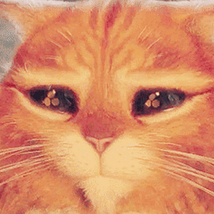 Кот из шрека с большими глазами картинки гиф