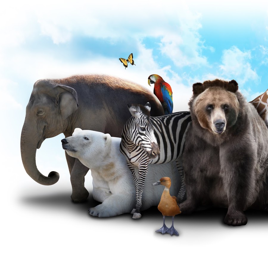 Real Animal Rights - YouTube