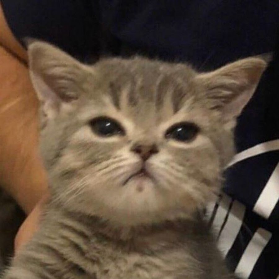 Master Anime TV ! - YouTube