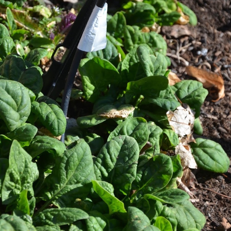 A GREENER LIFE - YouTube