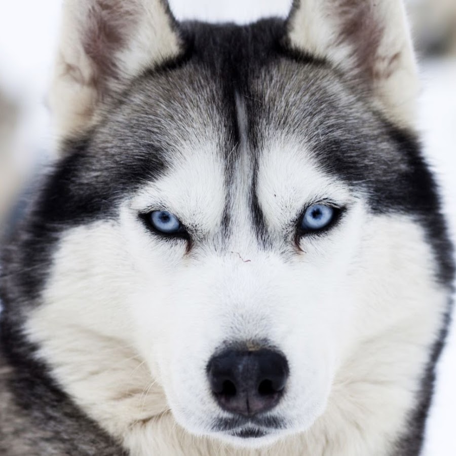 Husky коврики автомобильные