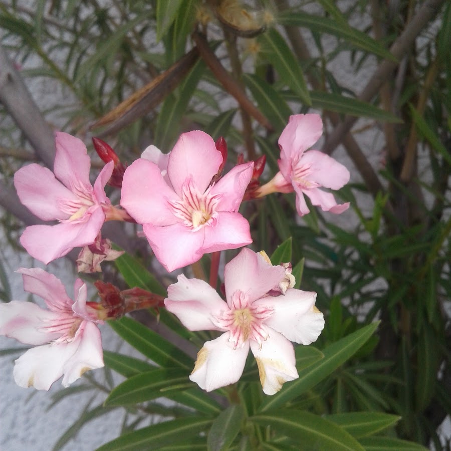 Poison Flower YouTube