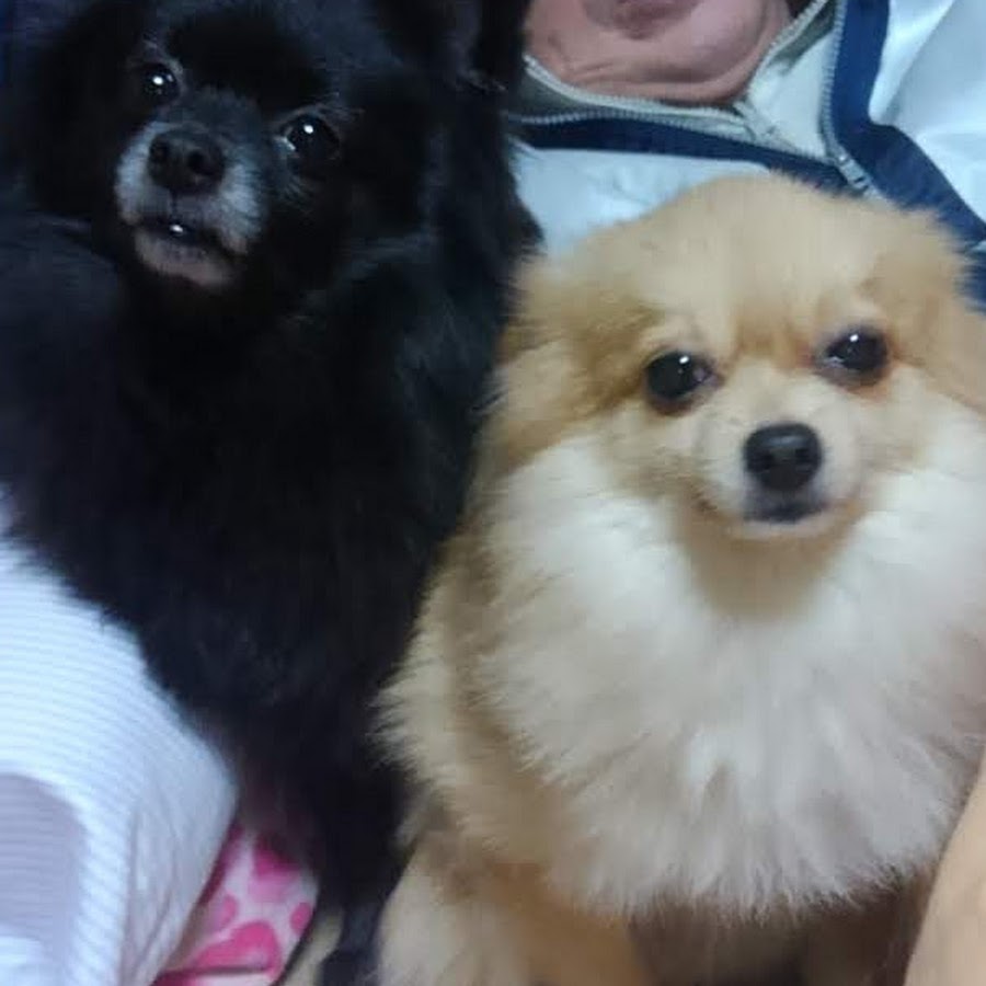 浅野道子 YouTube