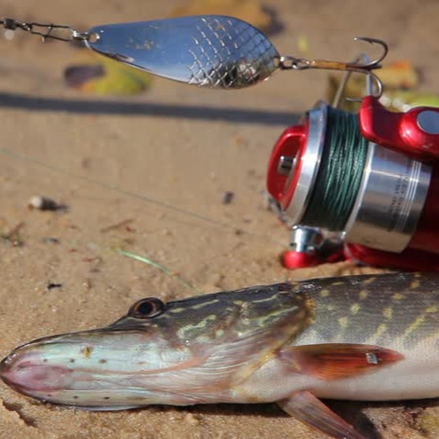 Поймал щуку на спиннинг. Рыбалка на щуку осенью на спиннинг. Как правильно ловить щуку осенью. Щука осенью на спиннинг. Как правильно ловить щуку осенью.