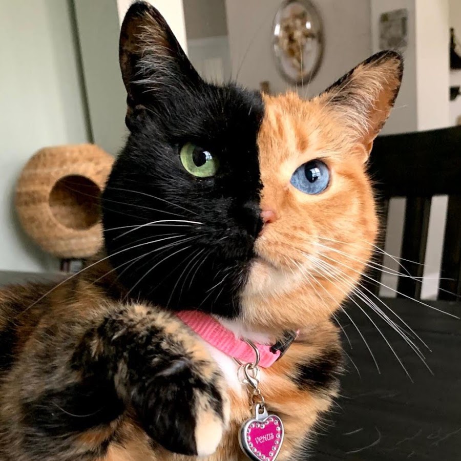 Venus the Two Face Cat - YouTube