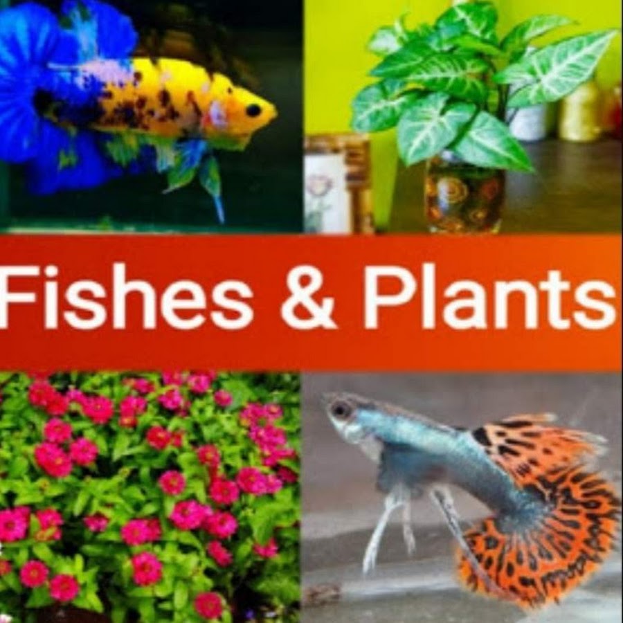 Fishes & Plants YouTube