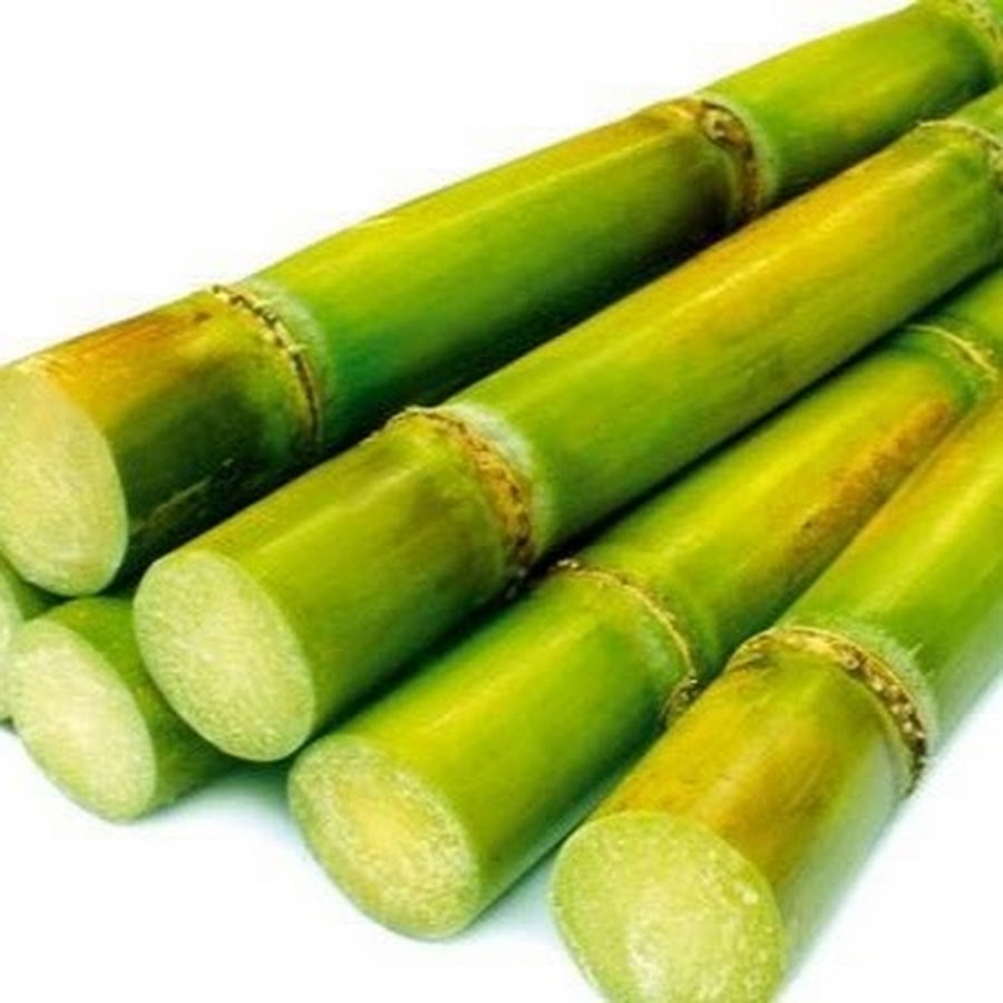 Сок сахарного тростника. Сахарный тростник Вьетнам. Сахарный тростник в Египте. Тростниковый сок.