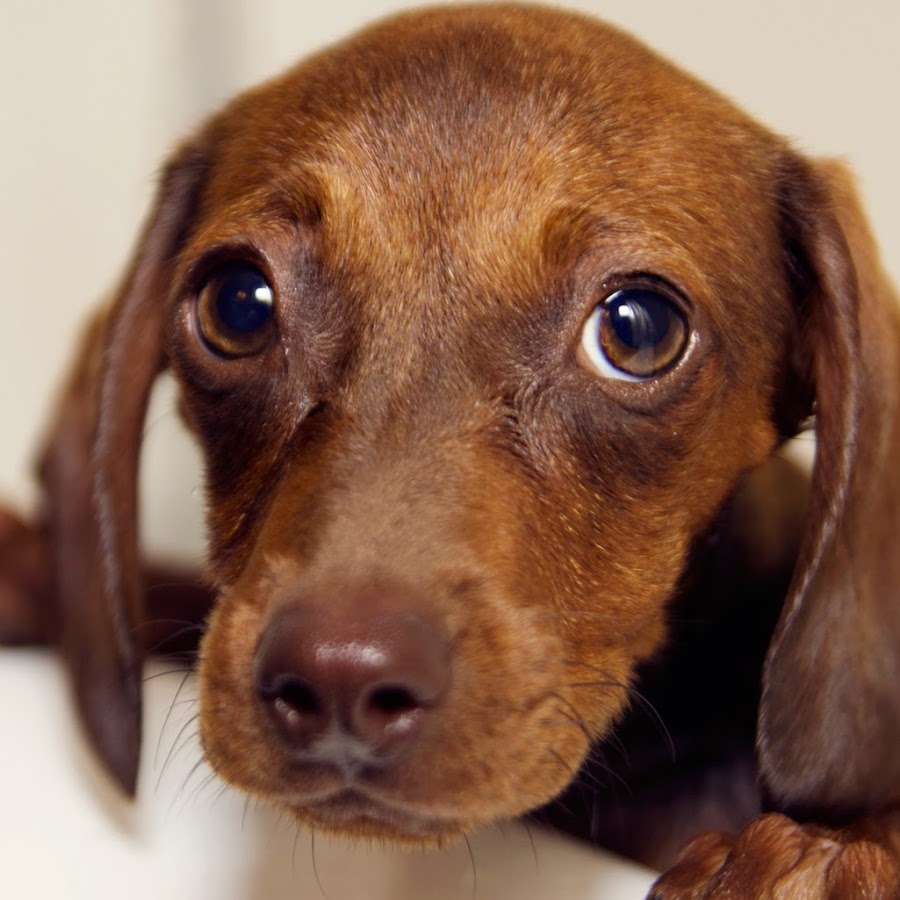 The Dachshund Channel™ YouTube