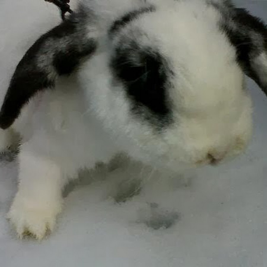 Hooves,Paws & Claws - YouTube