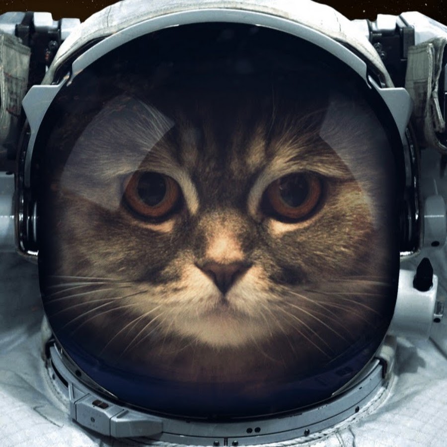 Zero Gravity Cat - YouTube