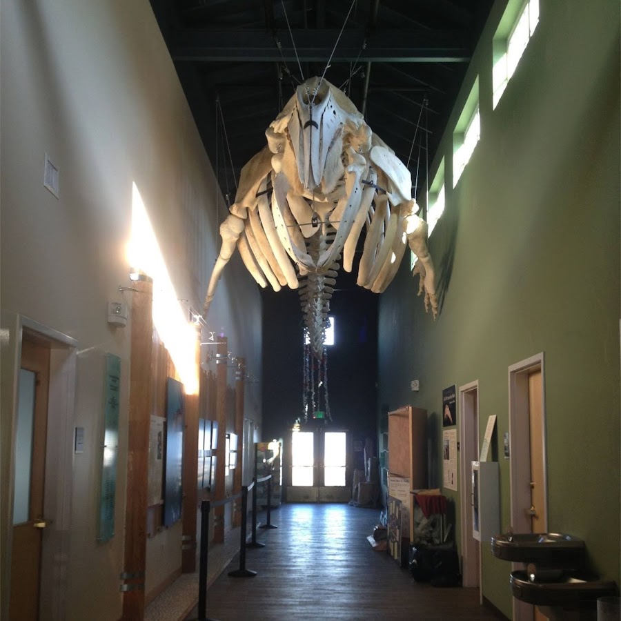 Highline MaST Aquarium at Redondo YouTube