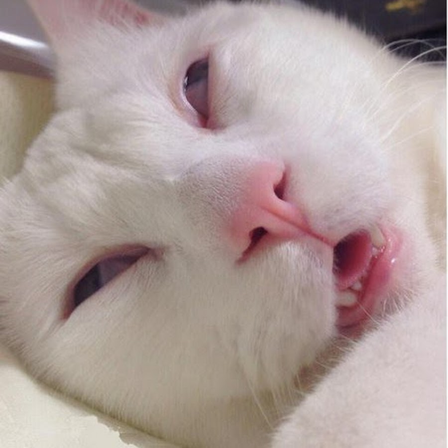 Прикольные спящие коты