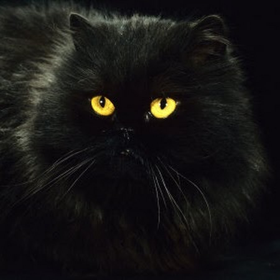 Персидский кот черный
