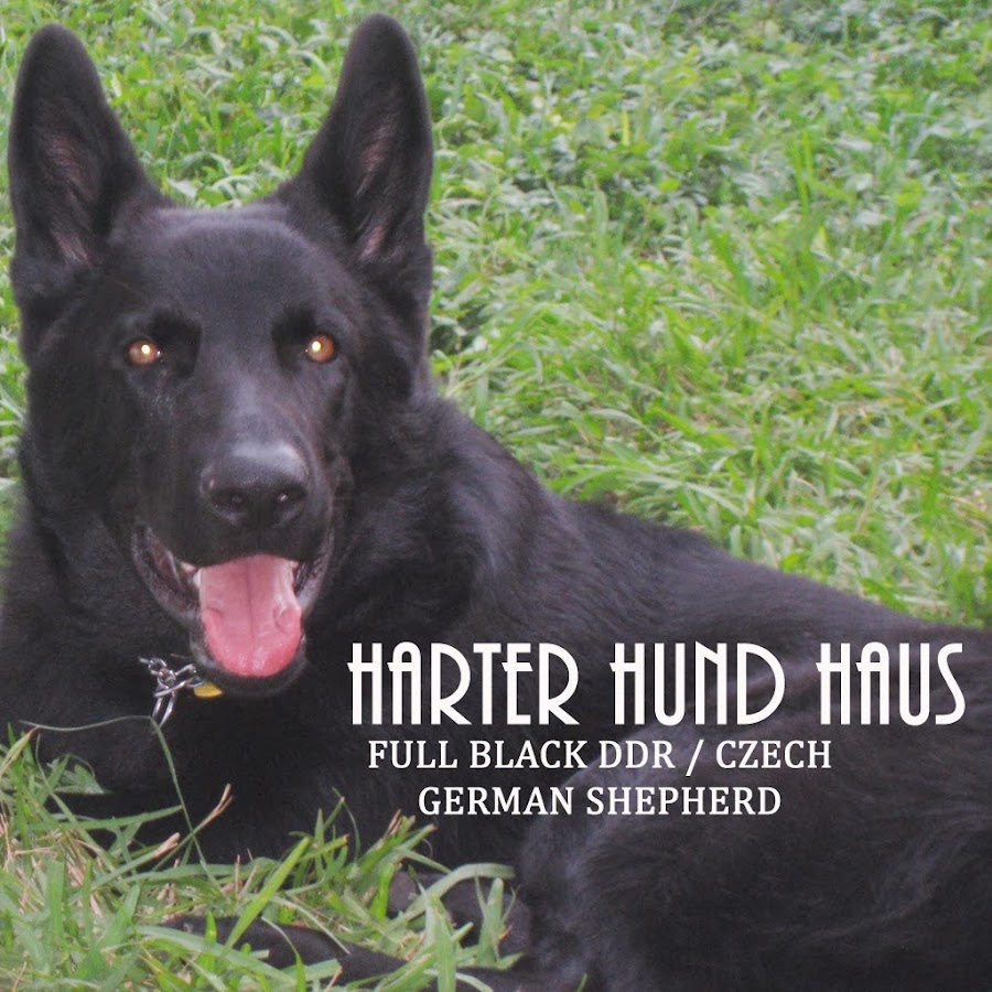 HARTER HUND GERMAN SHEPHERDS YouTube